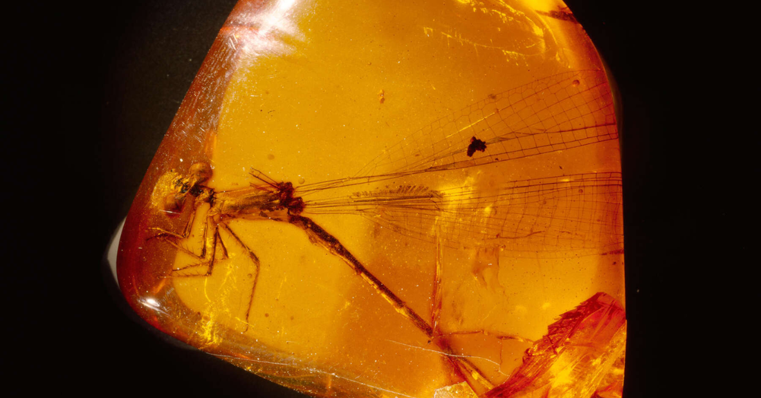 everything to know about amber