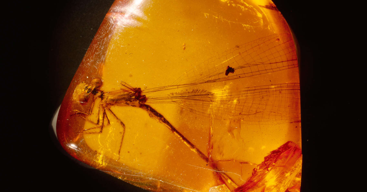 everything to know about amber